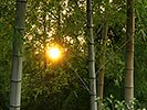 竹林の太陽
