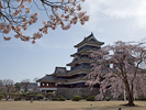 松本城と桜