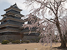 桜と松本城