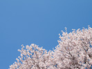 青空と桜