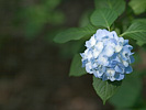 日陰の紫陽花