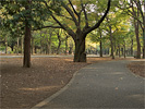 代々木公園の歩道