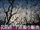 太陽と彩雲と梅林
