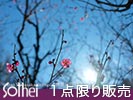 ピンクの梅花と太陽