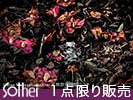 落ち椿と水たまり