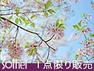 爽やかな春の空と葉桜