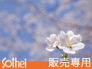 満開バックの桜花