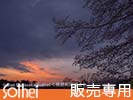 夕焼けと満開の桜