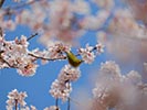 桜の花にメジロの嘴