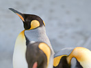 キングペンギンの横顔