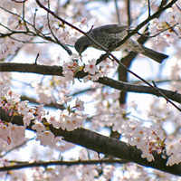 桜と鳥