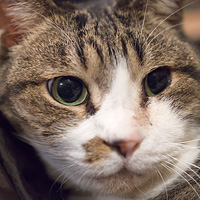 縞猫のアップ