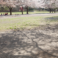 桜の陰と花見