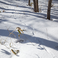 森の中の積雪