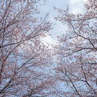 満開の桜と青空