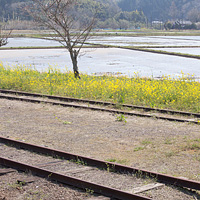 線路と菜の花と田んぼ