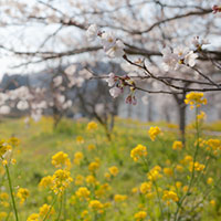 桜と菜の花