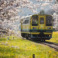 列車と桜と菜の花