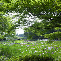 花菖蒲と森林