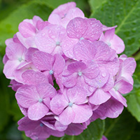 雨に濡れたピンク紫陽花