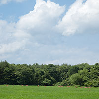 雲と鹿と草原