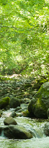 岩の多い清里の大門川(縦)