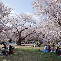 満開桜の下で花見