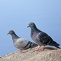 水辺の２羽のハト