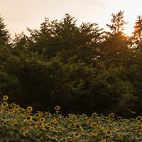 夕方のヒマワリ畑