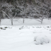 畑に降る雪