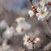 白い梅の花