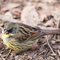 野鳥 アオジ