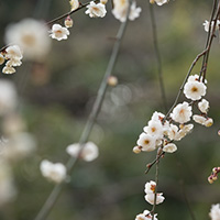 緑背景の梅の花