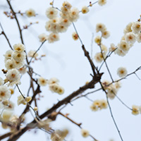 満開の白い梅と空