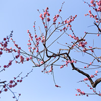 ピンクの梅花と青空