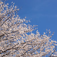 満開の桜花と快晴の空