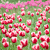赤とピンクのチューリップ畑(アイコン)