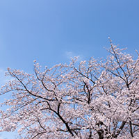 満開のサクラと青空