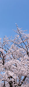 満開のサクラと青空(縦)