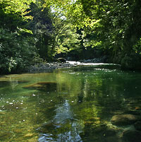 森の中の川