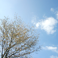初冬の木と雲