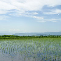 初夏の田んぼ