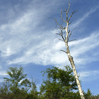 白樺と空