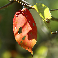 紅葉した葉