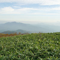 高山植物と山脈