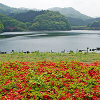 碓氷湖と赤い花