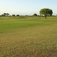 ゴルフ場の芝と木