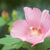 ピンクの芙蓉（フヨウ）