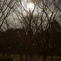 林の中の太陽