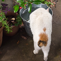 バケツの水を飲む白猫